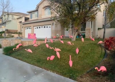 front yard with pink flamingos flocked by our youth